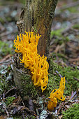 Yellow staghorn fungus (Calocera viscosa) growing on a dead trunk of Silver Fir (Abies alba), Auvergne, France