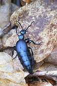 Oil beetle (Meloe violaceus) walking on dead leaves at evening in a forest, Auvergne, France