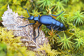 Oil beetle (Meloe violaceus) walking on moss at evening in a forest, Auvergne, France