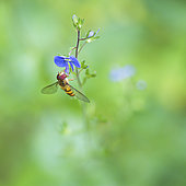 Marmalade Hover-fly (Episyrphus balteatus) on a Germander speedwell (Veronica chamaedrys) at the edge of a forest, Auvergne, France