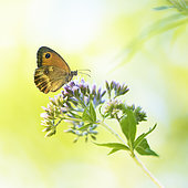 Gatekeeper (Pyronia tithonus) on a flower spike near a pond on the edge of a forest, Auvergne, France
