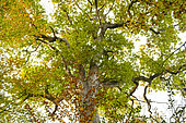 Branches and foliage of an old Durmast oak (Quercus petraea) seen from a low angle, Forêt de Tronçais, Allier, France