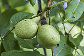 Walnuts (Juglans regia) on a common walnut tree (Juglans regia) in summer, Moselle, France