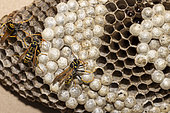 Guêpe poliste (Polistes dominula) sur son nid en été, Moselle, France