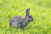 Wild rabbit (Oryctolagus cuniculus) in a meadow in summer, Pas-de-Calais, France