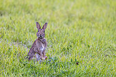 Wild rabbit (Oryctolagus cuniculus) in a meadow in summer, Pas-de-Calais, France