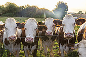 Montbeliarde cows in a meadow in summer, Jura, France