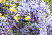 Lady Banks' rose (Rosa banksiae 'Lutea') and Wisteria (Wisteria sinensis)