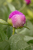 Chinese peony (Paeonia lactiflora) flower bud with raindrops