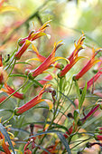 Lobélie à fleurs lâches (Lobelia laxiflora var. angustifolia)