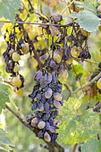 Grape bunch of Italia grapes affected by mildew