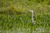 Great blue heron (Ardea herodias) amidst Pickerelweed. La Mauricie National Park. Province of Quebec. Canada