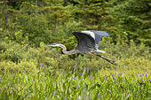 Great blue heron (Ardea herodias) in flight over a marsh. La Mauricie National Park. Province of Quebec. Canada
