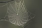 Dew-covered spider web at sunrise. La Mauricie National Park. Province of Quebec. Canada