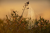 Dew-covered spider web at sunrise. La Mauricie National Park. Province of Quebec. Canada