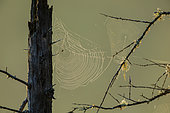 Dew-covered spider web at sunrise. La Mauricie National Park. Province of Quebec. Canada