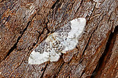 Wave moth (Idaea filicata) moth on wood, top view, Gers, France.