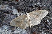 Plain wave (Idaea straminata), moth on wood, top view, wings open, Gers, France.