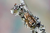 Peach Blossom (Thyatira batis), moth on wood, top view, Gers, France.