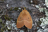 Drinker moth (Lasiocampa quercus) moth on wood, top view, Gers, France.