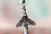 Iron prominent (Notodonta dromedarius), moth on wood, top view, Gers, France.