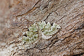 Green carpet (Colostygia pectinataria), moth on wood, top view, Gers, France.