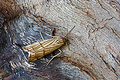 Orange-bar Grass-veneer (Chrysocrambus linetella), moth on wood, top view, Lot et Garonne, France.