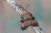 Asian gypsy Moth (Lymantria dispar), moth on wood, top view, Gers, France.