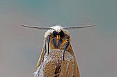 Buff Ermine (Spilarctia lutea), moth on wood, front view, Gers, France.