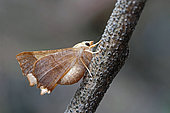 Dusky thorn (Ennomos fuscantaria), moth on wood, side view, Lot et Garonne, France.