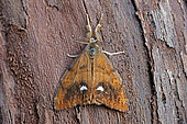 Rusty Tussock Moth (Orgyia antiqua), moth on wood, top view, Gers, France.
