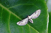 Lime-speck pug (Eupithecia centaureata), moth on leaf, top view, Lot et Garonne, France.