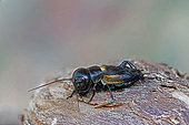 Field cricket (Gryllus campestris) on wood, side view, Gers, France.