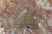 Shaded fan-foot (Herminia tarsicrinalis), moth on wood, top view, Gers, France.