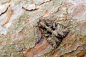 Common rustic (Mesapamea secalis), moth on wood, top view, Lot et Garonne, France.