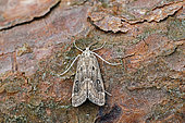 Ringed china-mark (Parapoynx stratoria), moth on wood, top view, Lot et Garonne, France.