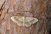 Riband wave (Idaea aversata), moth on wood, top view, Gers, France.