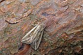 L-album wainscot (Mythimna l-album), moth on wood, top view, Lot et Garonne, France.