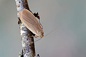 Dingy footman (Collita griseola), moth on wood, top view, Lot et Garonne, France.