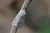 Sycamore moth (Acronicta aceris), moth on wood, top view, Lot et Garonne, France.