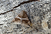 Passenger (Dysgonia algira), moth on wood, top view, Gers, France.