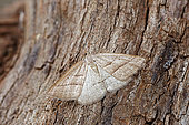 Brown Silver-line (Petrophora chlorosata), moth on wood, top view, Gers, France.