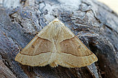 Scalloped oak (Crocallis elinguaria), wood moth, top view, Gers, France.