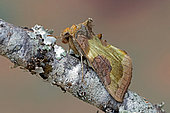 Tutts Burnished Brass (Diachrysia stenochrysis), moth on wood, side view, Gers, France.