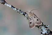 Heart and Dart (Agrotis exclamationis), moth on wood, top view, Gers, France.