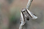 Swallow prominent (Pheosia tremula) moth on wood, top view, Lot et Garonne, France.