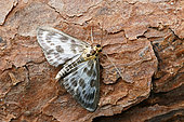 Small magpie (Anania hortulata), moth on wood, top view, Lot et Garonne, France.
