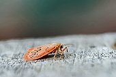 Rosy footman (Miltochrista miniata), moth, side view, Gers, France.