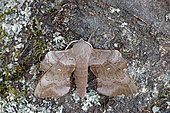 Aspen Hawk-moth (Laothoe populi), wood moth, top view, open wings, Gers, France.
