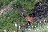 European stag (Cervus elaphus), velvet stag lying at the bottom of a ravine in a spring to protect itself from heat and insects, 1800m altitude, Haute-Garonne, France.